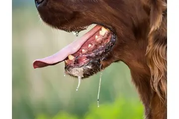 Köpeklerde Ağız Kokusu Belirtileri ve Tedavisi